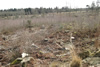 Felled Trees