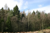 Woodland